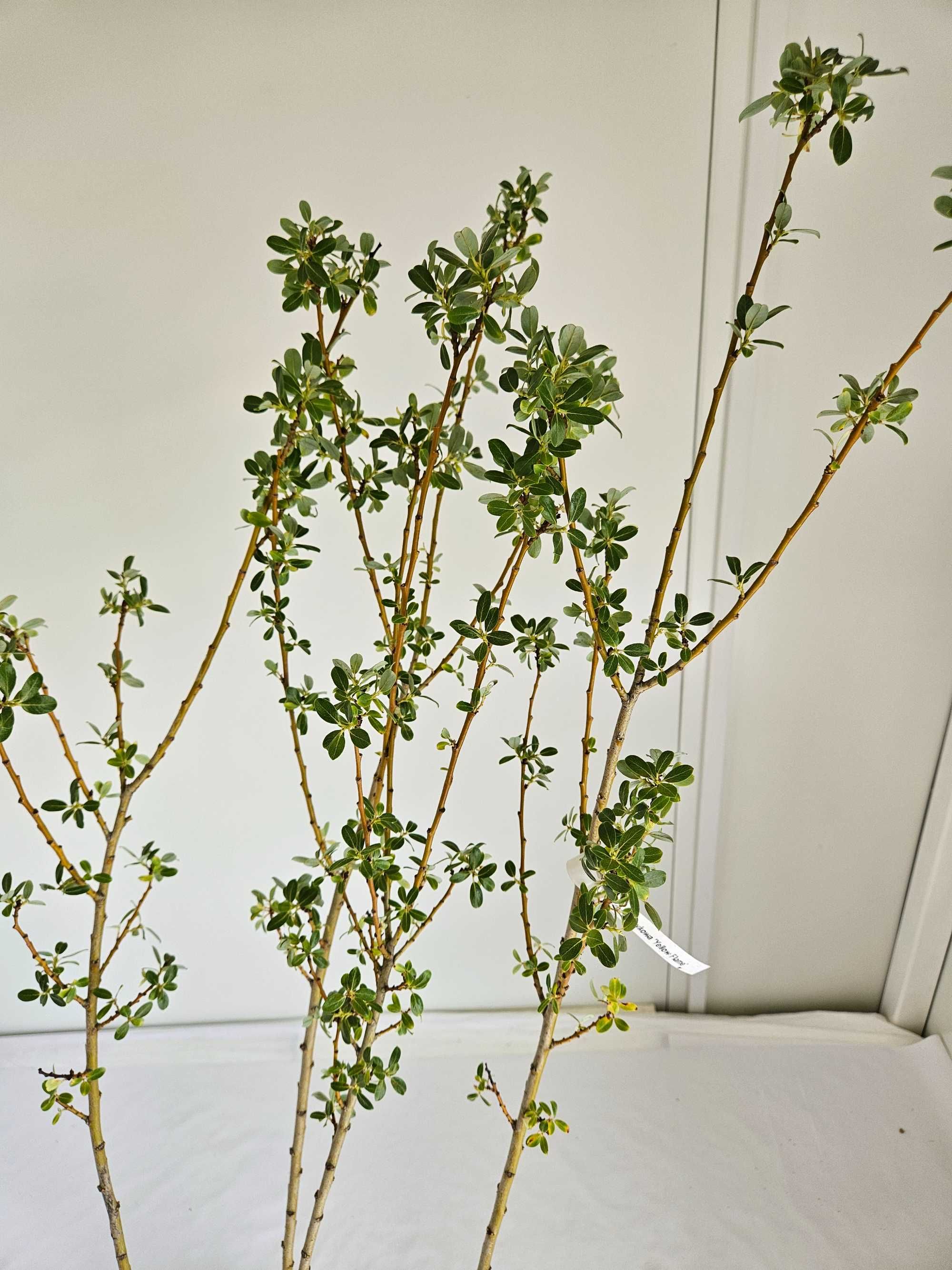 Wierzba połomykowa Yellow Flame 130 cm donica 3L