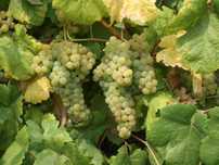 Vendo Uvas Brancas Loureiro
