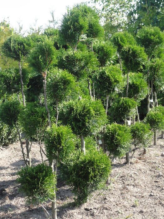 Drzewka ozdobne. Tuja Szmaragd (bonsai, kształtowane) kopane z gruntu.