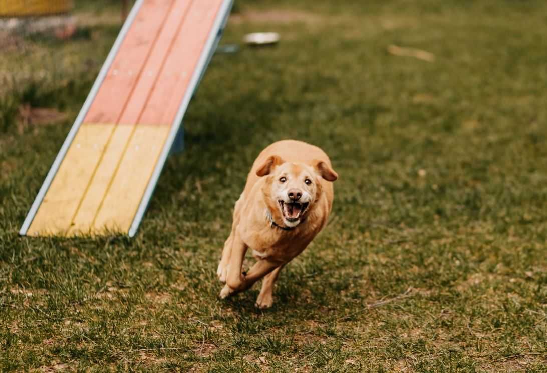 Goldi poleca się do adopcji!!!