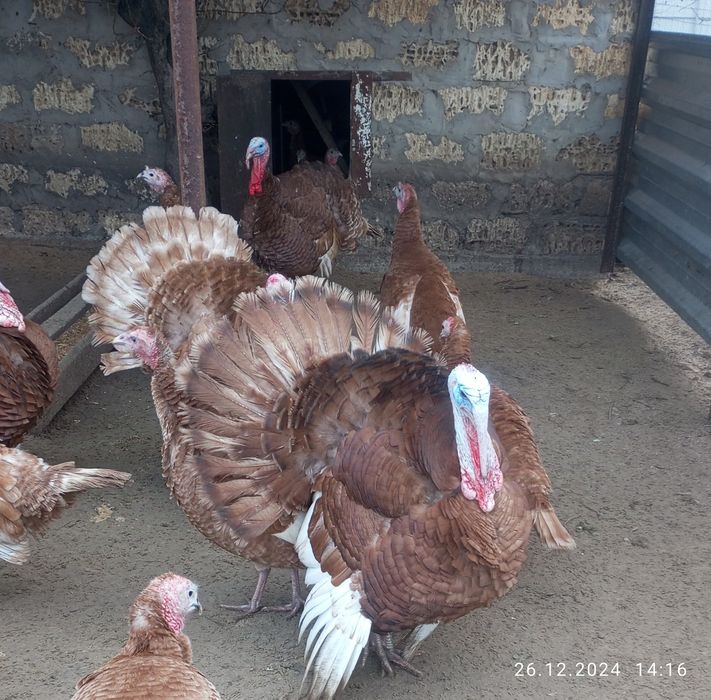 Інкубаційне яйце індиків породи БУРБОН .