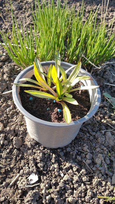 Гелениум летний многолетний, тамарикс