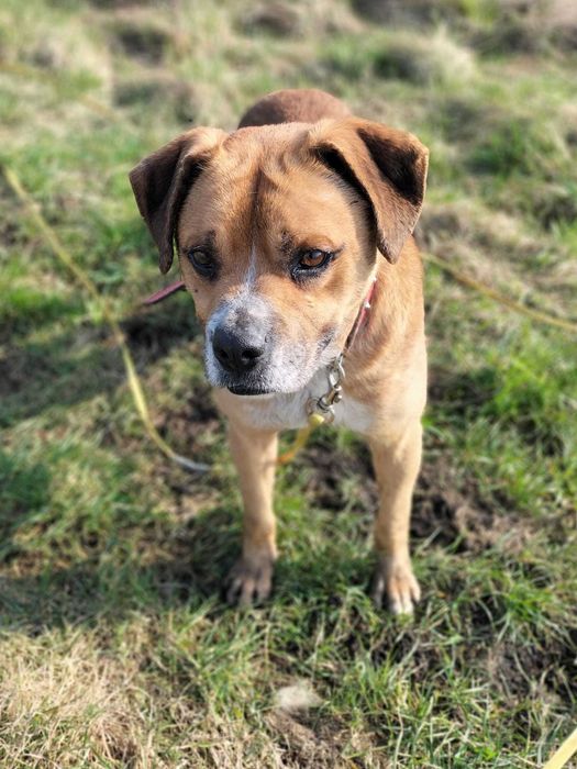 Fox   , psiak uratowany z łańcucha szuka domu