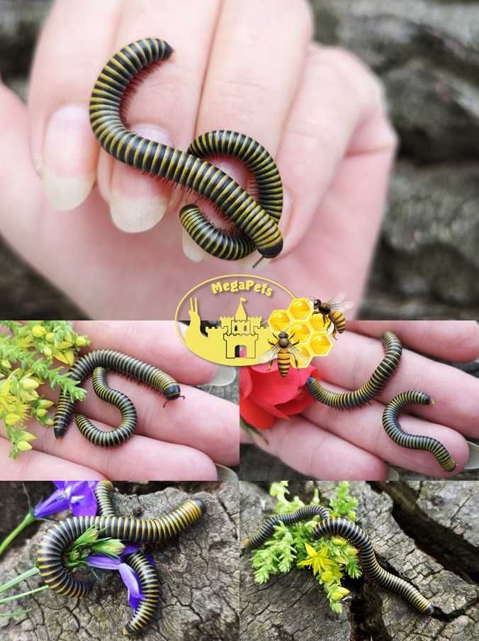 Anadenobolus monilicornis Krocionóg Wije Karaczany Mrówki Stonoga