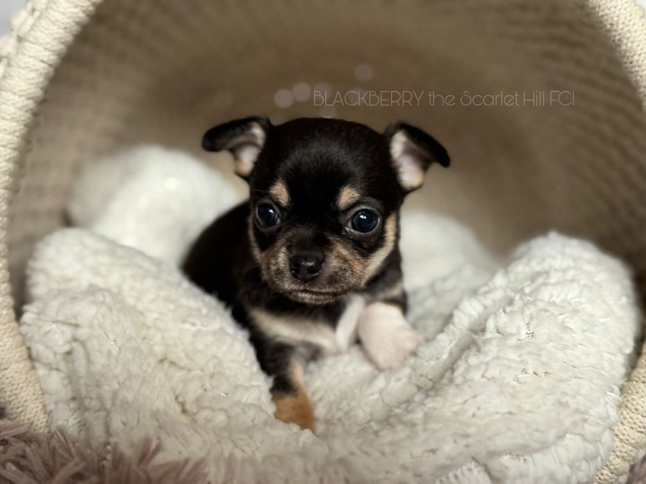 BLACKBERRY suka sunia szczenię chihuahua tricolor zkwp fci