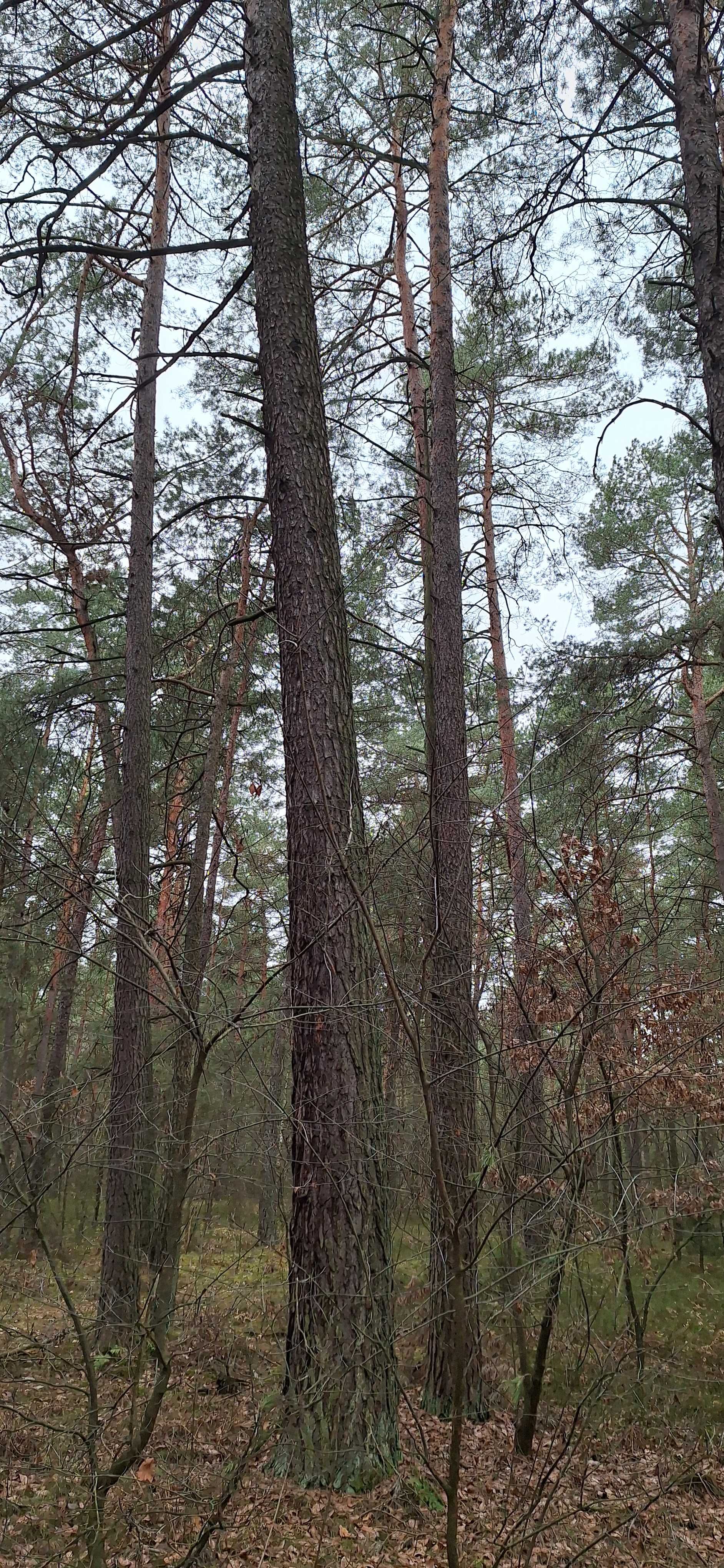 Sprzedam działkę leśną, las, bór sosnowy 1,24 ha