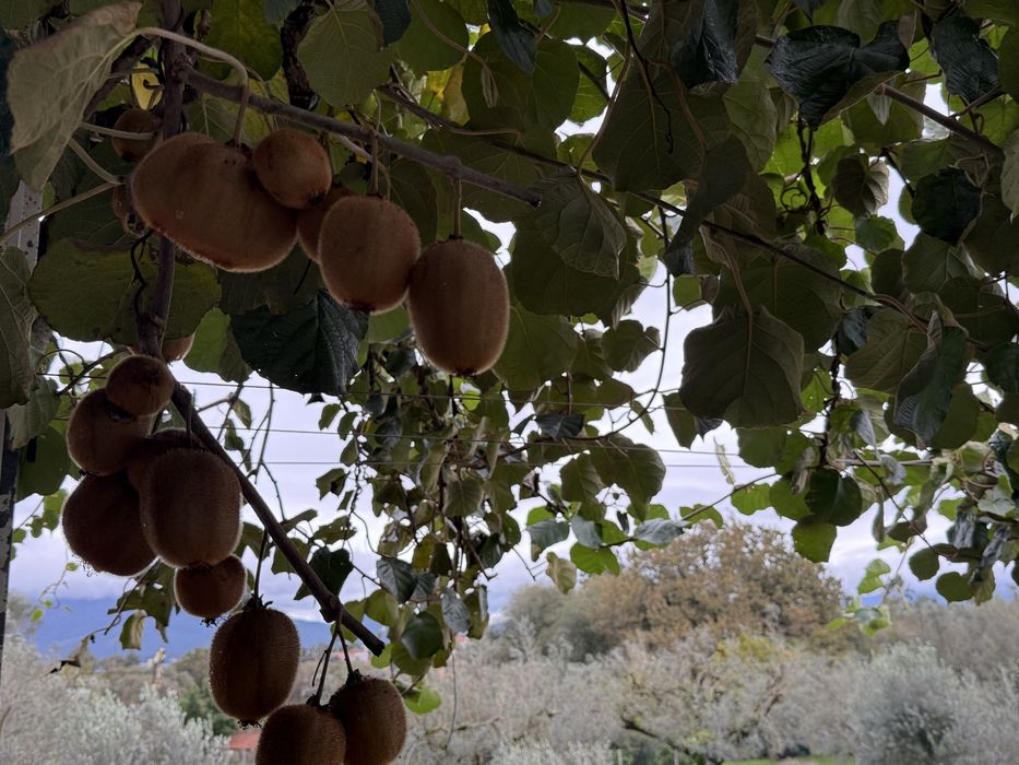 Kiwis amarelos e verdes