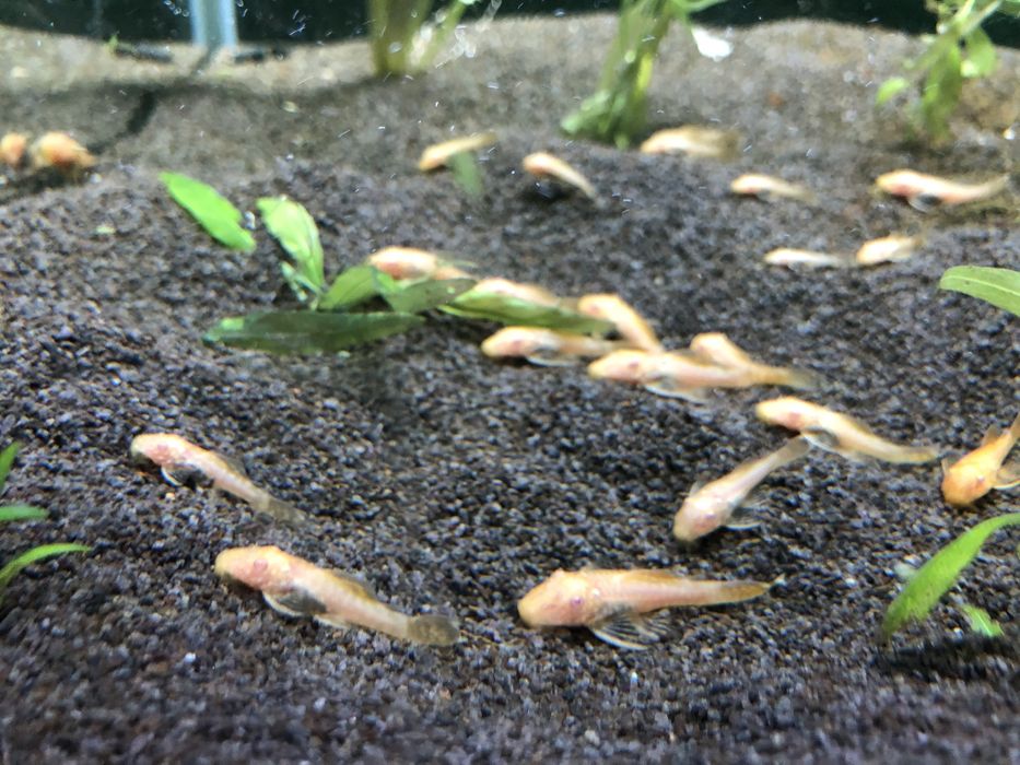 Zbrojnik glonojad złoty albinos