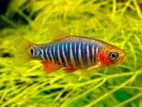DANIO erythromicron