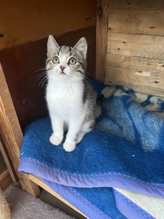 Котенок девочка Леона 2 мес