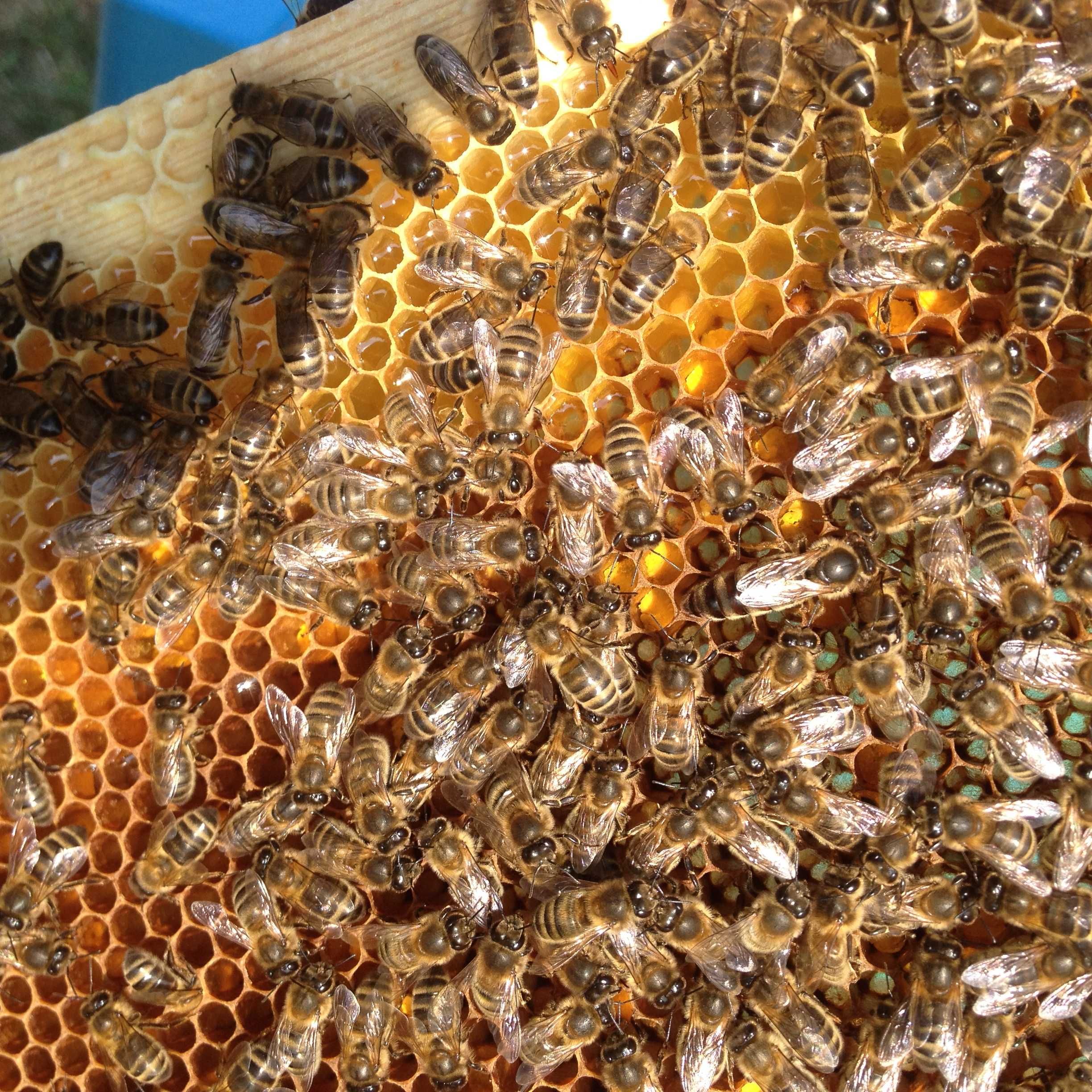 Matki pszczele Buckfast NU, UN