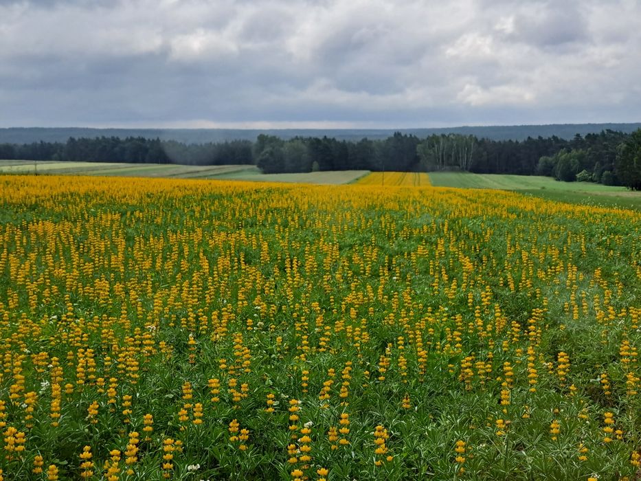Łubin żółty Salut slodki szerokolistny
