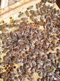 przezimowane rodziny pszczele z ulami, odkłady,