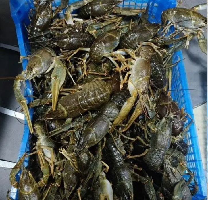 Продам живі раки