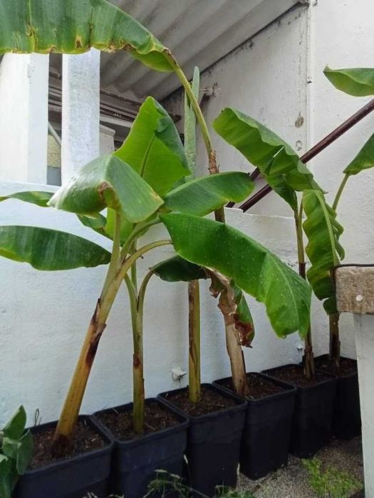 Bananeiras decoração ou consumo