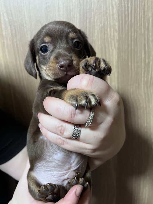 продаємо таксу мальчика