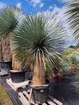 Yucca rostrata, Rostrata, Juka rostrata mrozoodporna -20