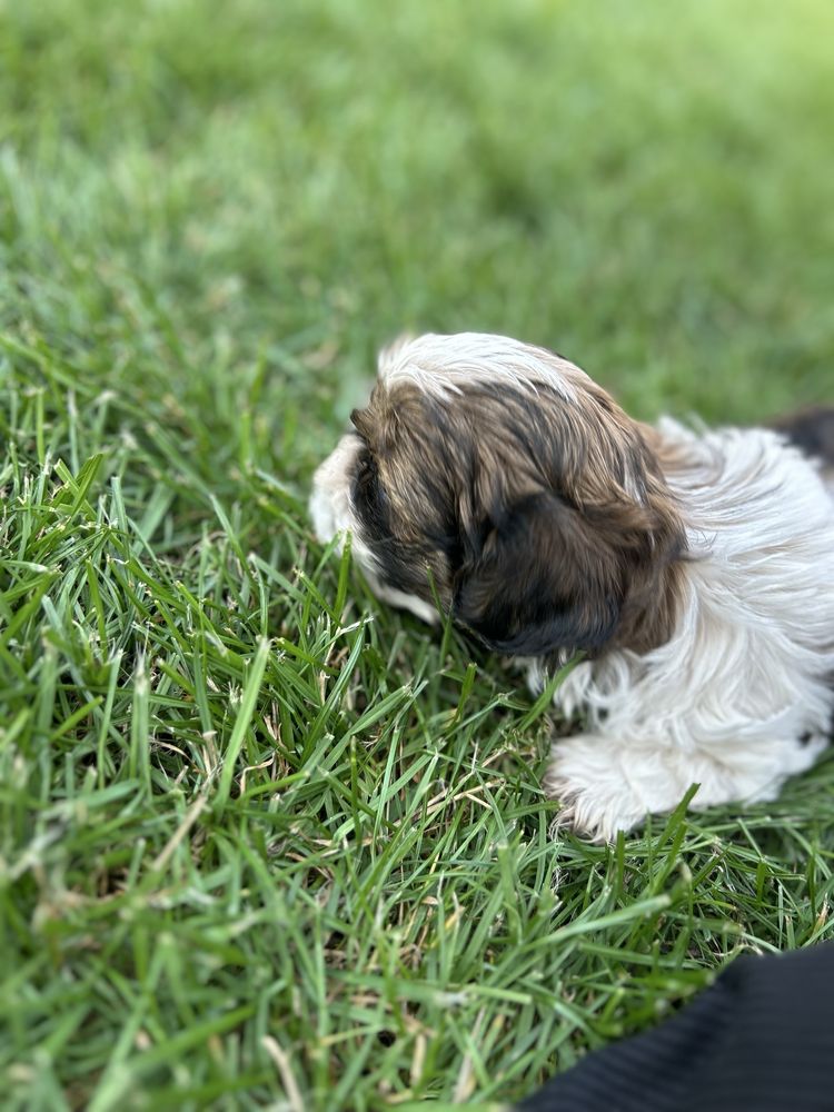 Gizmo- sliczny poesek shih tzu