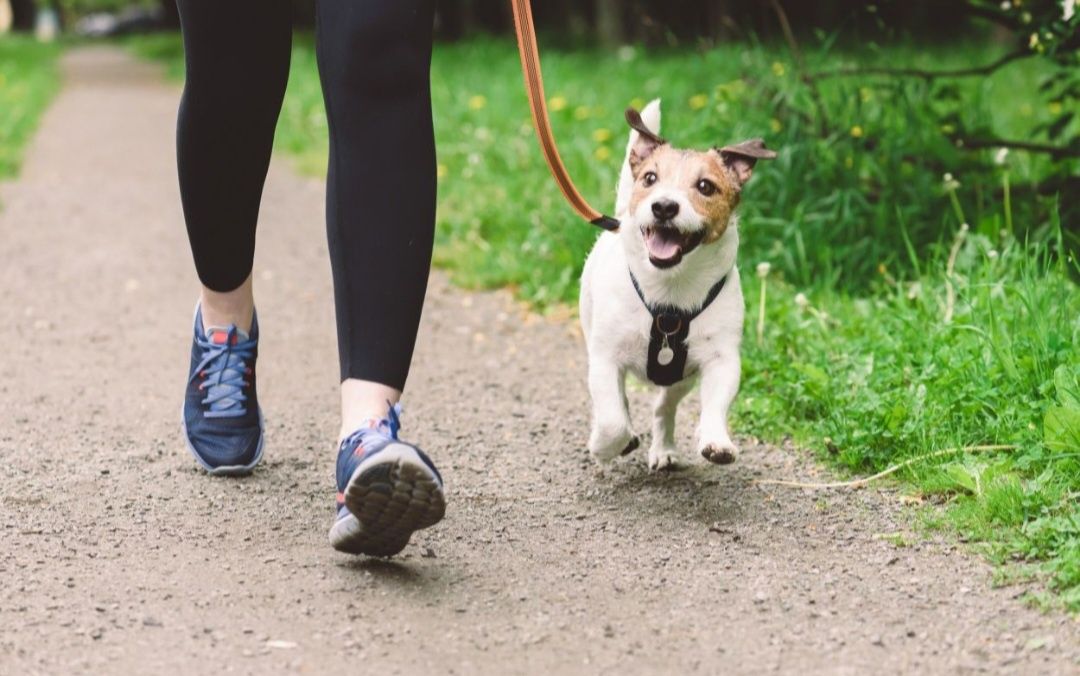 Passeio o Seu Cão