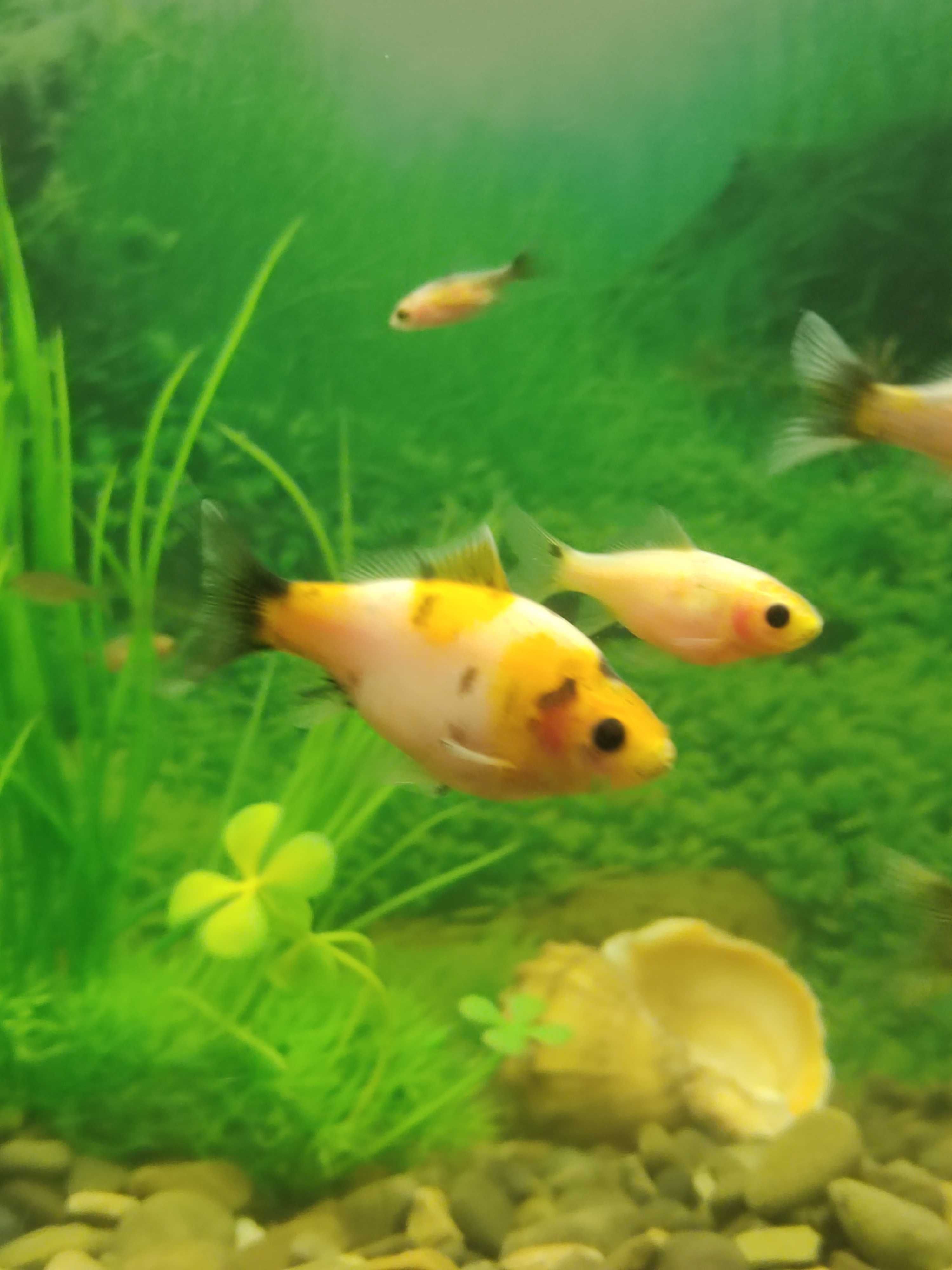 Золота рибка (Китайський карась)