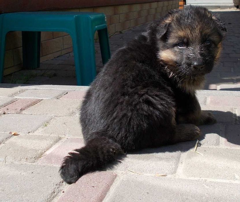 Вівчарки з розплідника, цуценята