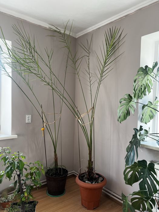 Пальма фінікова кімнатна рослина