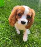 Cavalier King Charles Spaniel Blenheim szczeniak FCI pies rasowy