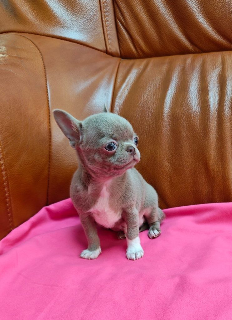 Chihuahua liliowy piesek xxs