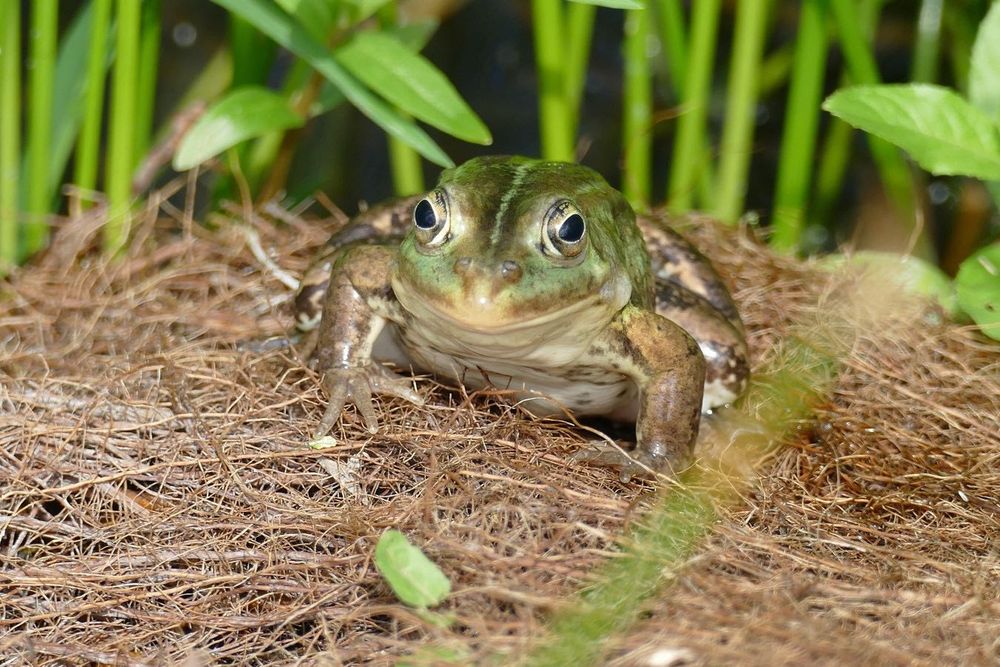 Działka Budowlana w Czapielsk ul. Podleśna koło Kolbudy Gdańsk