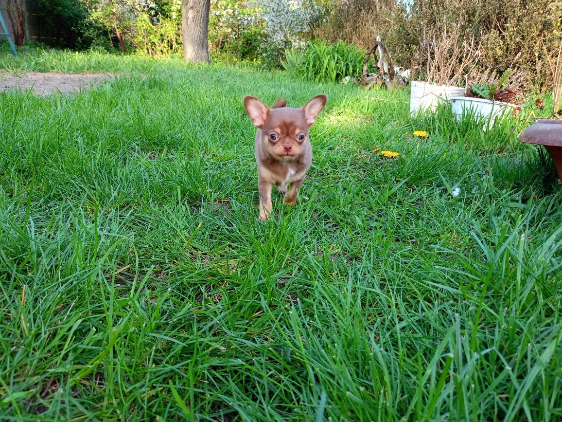 Chihuahua krótkowłosy piesek FCI