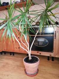 Kwiat doniczkowy żywy 15 lat duży dracena wysoki 140 cm