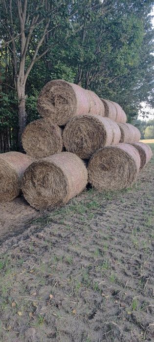 Sloma pszenna 130x130