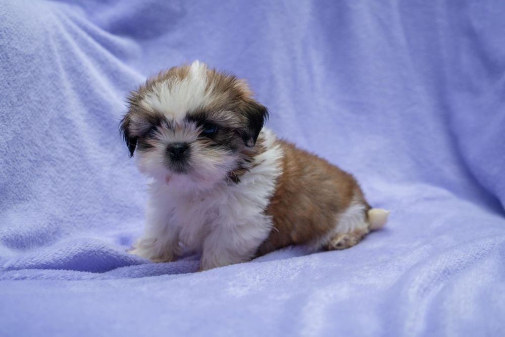 Piesek shih tzu ostatni