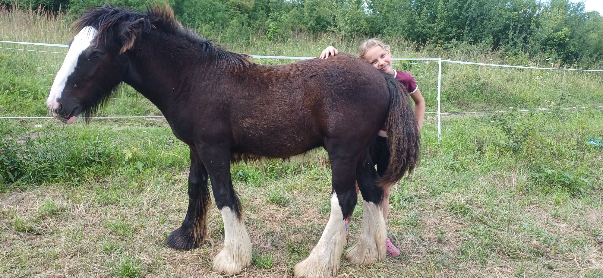 Ogierek gypsy/tinker/irish cob 6 miesięcy po championie