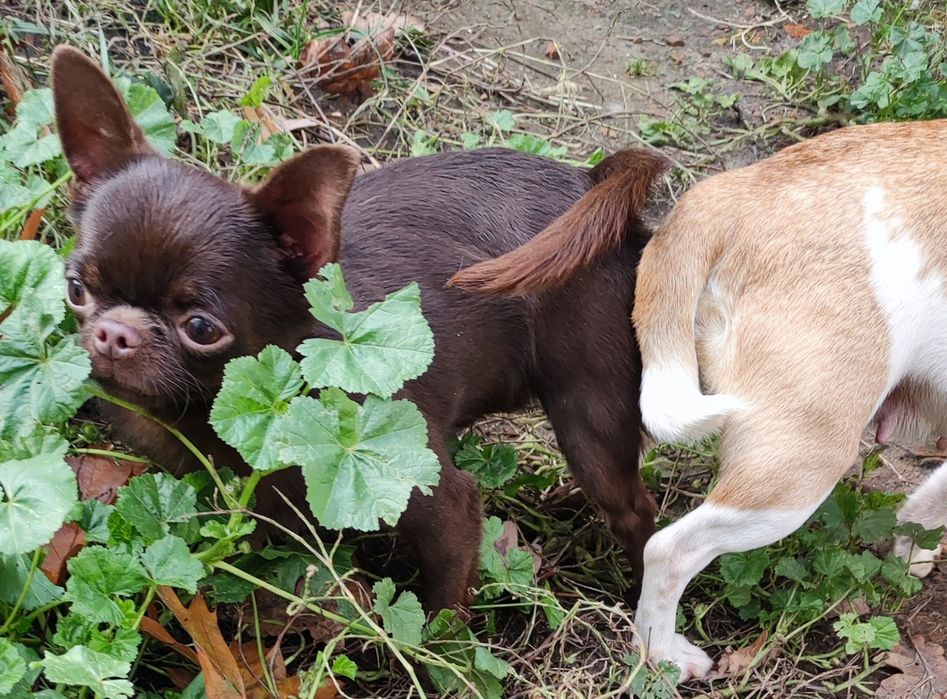 Шоколадный чихуахуа