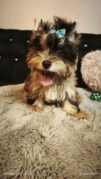 York, yorkshire terrier Snickers chocomerle