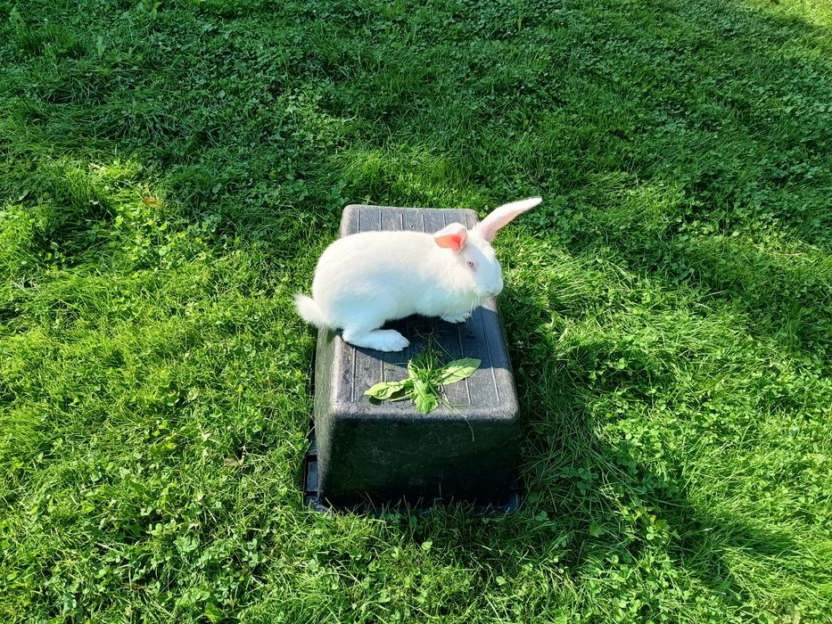 Królik ,samiec,samica termodzki biały młode Tb