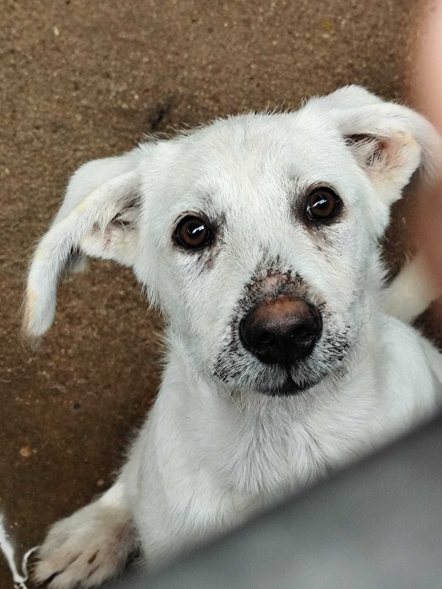 DRIZELLA (Fêmea, 4/5 Meses) Para Adoção