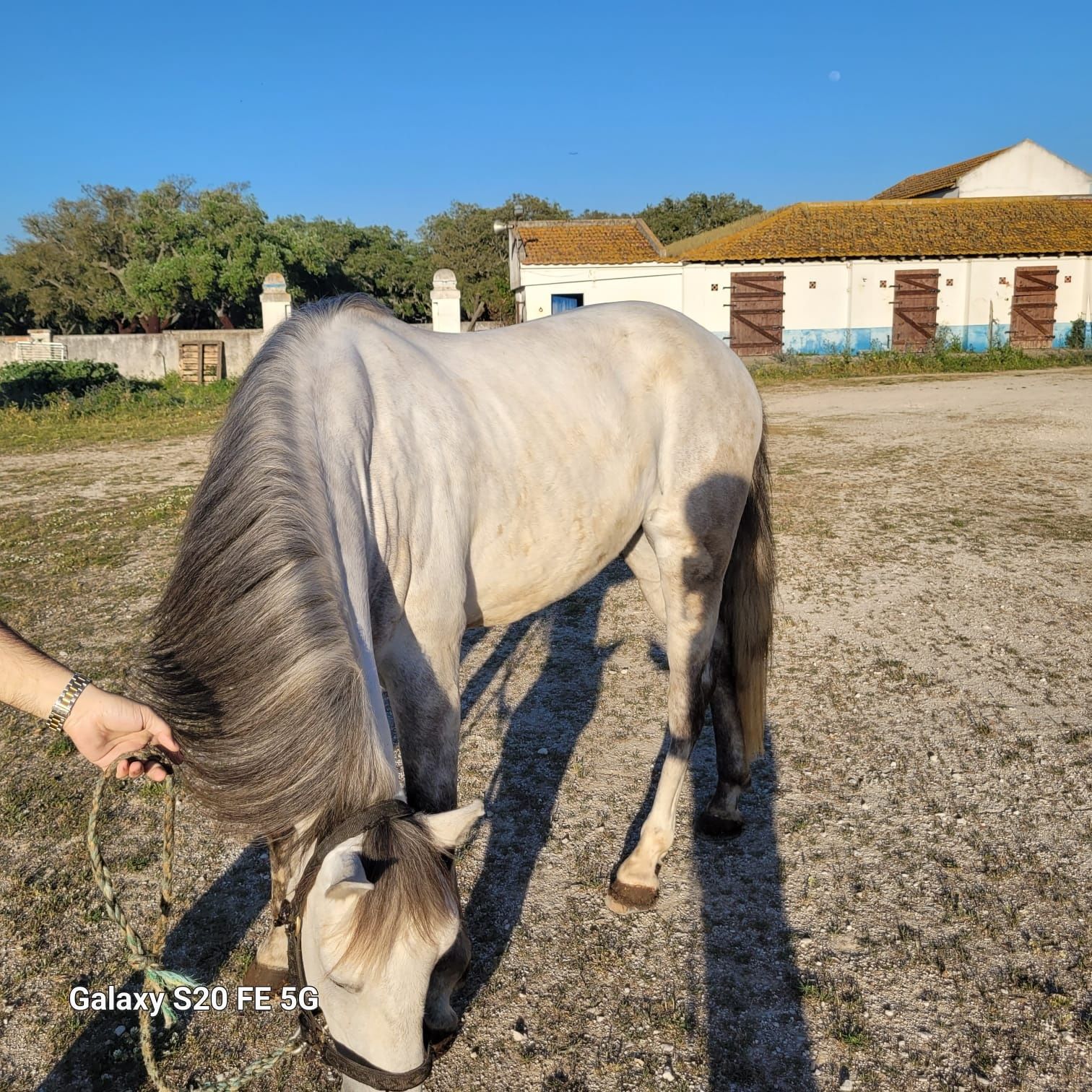 Vendo ou troco Cavalo Cruzado