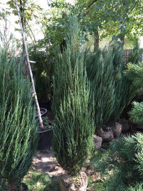 Ялівець (можжевельник) Блю Ароу екстра 160-220 cм Київ