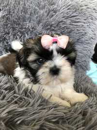 Shih tzu *dziewczynka*