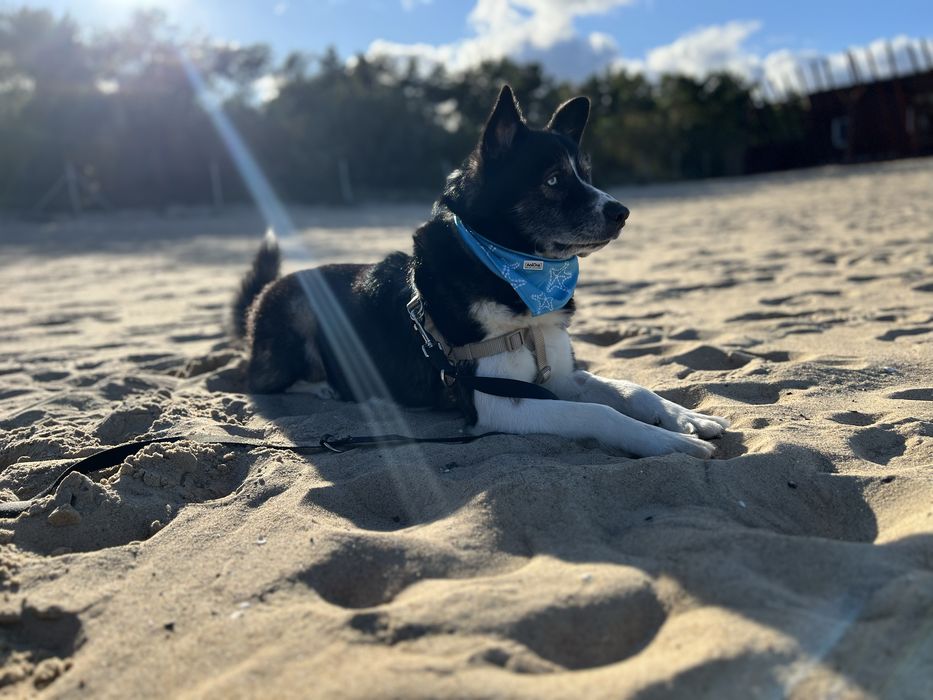 Mały książę Maksymilian o błękitnych oczach szuka swojego królestwa