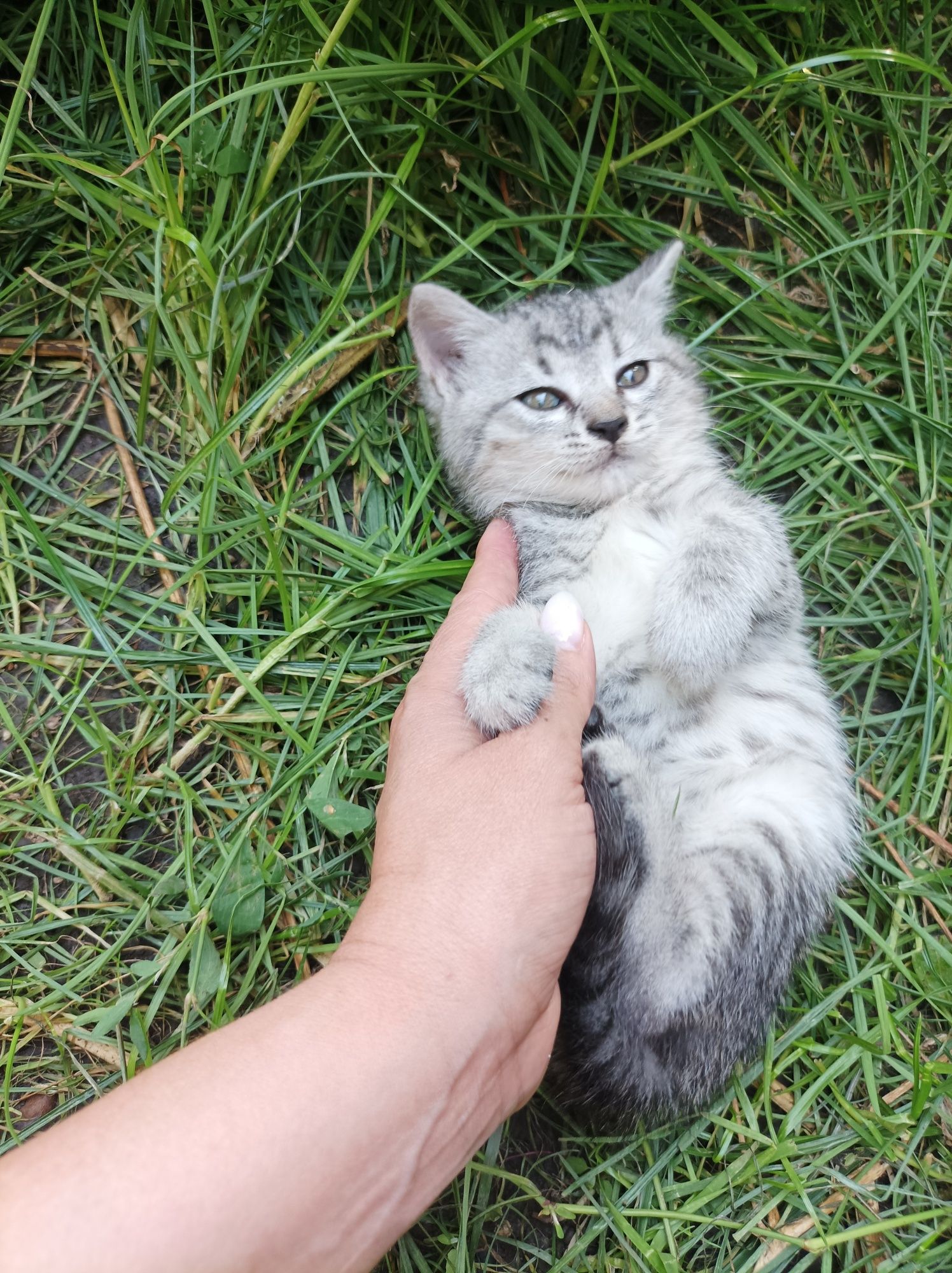 Кошенятка в добрі ручки
