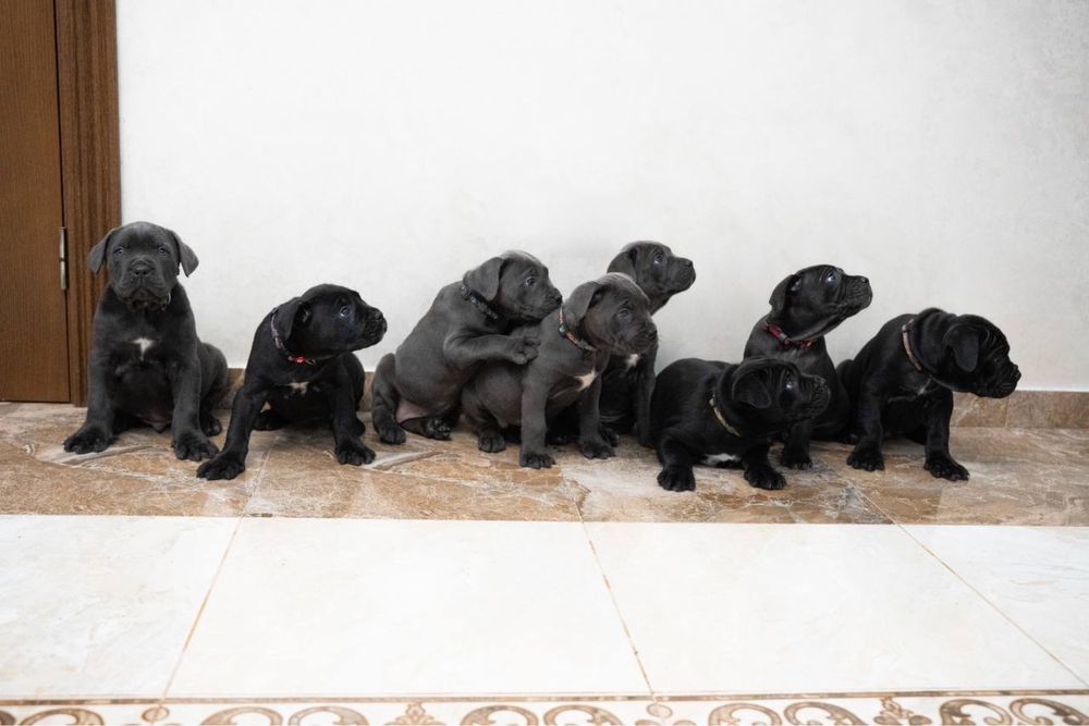 Cane Corso щенята
