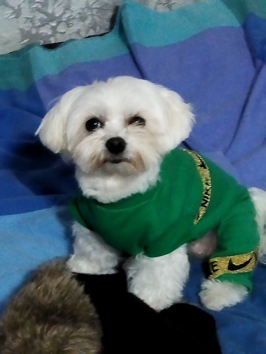 Возьму вашу собачку на время отъезда.