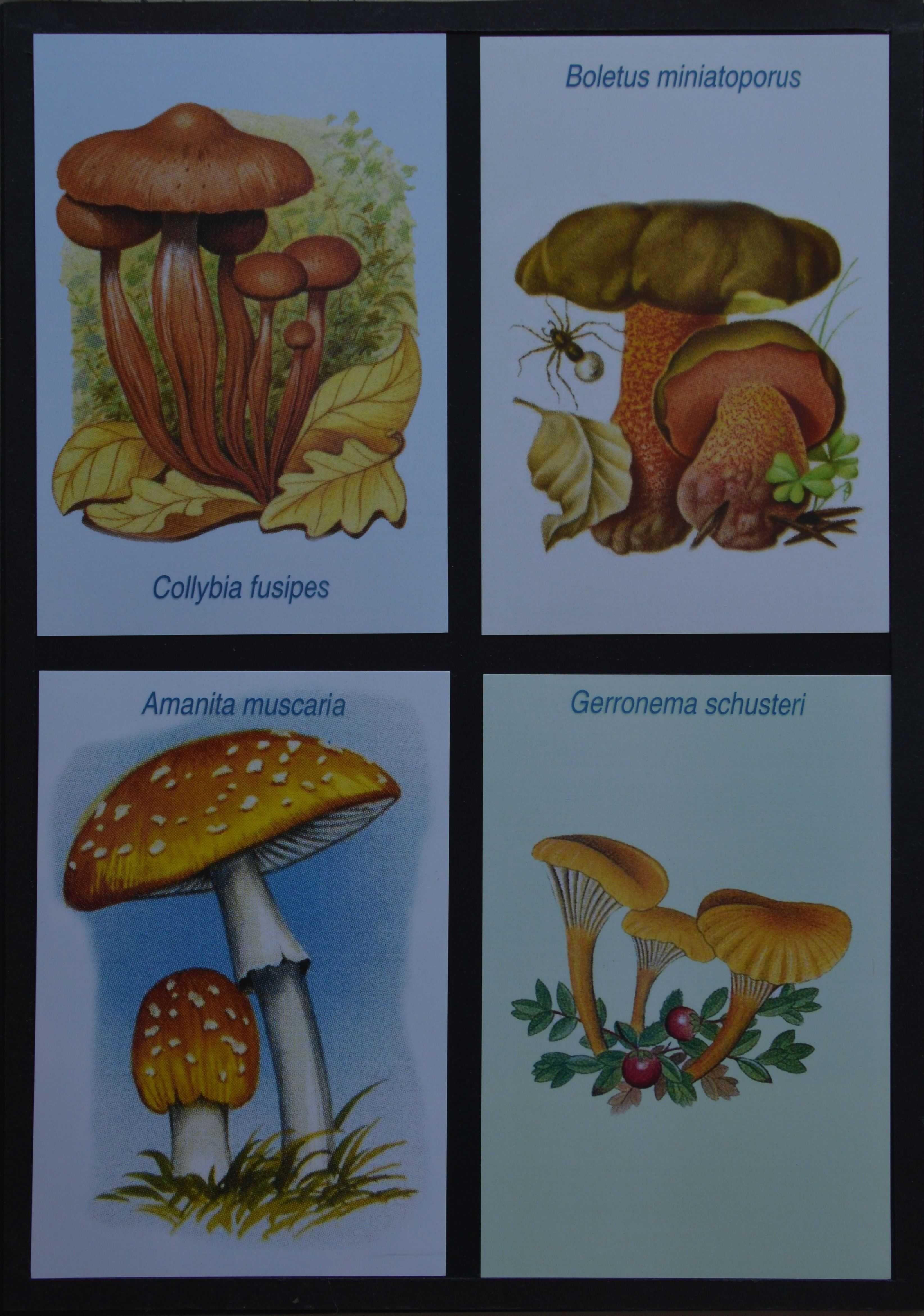 Postais - Lote de 8 unidades - cogumelos - X10378