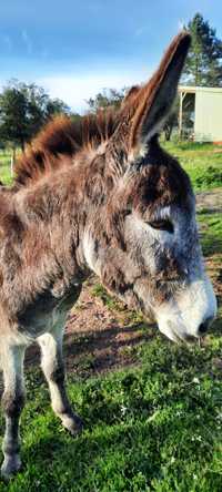 Linda burra 7 anos - beautiful donkey with 7 years (female)