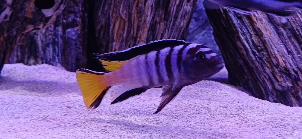 sprzedam pyszczaki Pseudotropheus elongatus Mphanga