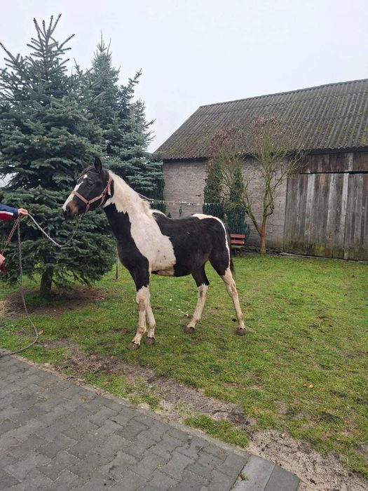 Sprzedam klaczke srokatą