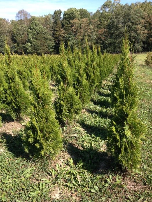 Tuja thuja szmaragd 120 cm Megaokazja!!